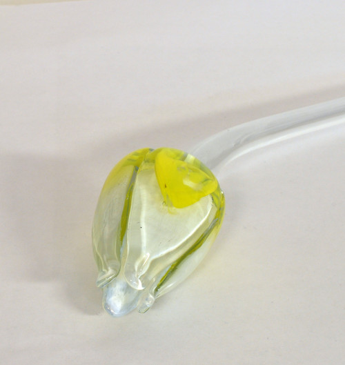 Tulp, geel-wit